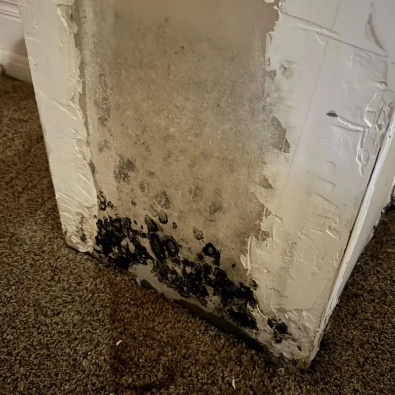 Professional Mold Removal in Columbus, OH